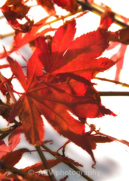 Acer Patterns - A5 Size cards