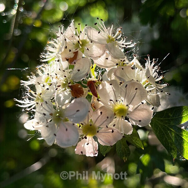PhotoMynottART076 - Photo Mynott ART Images