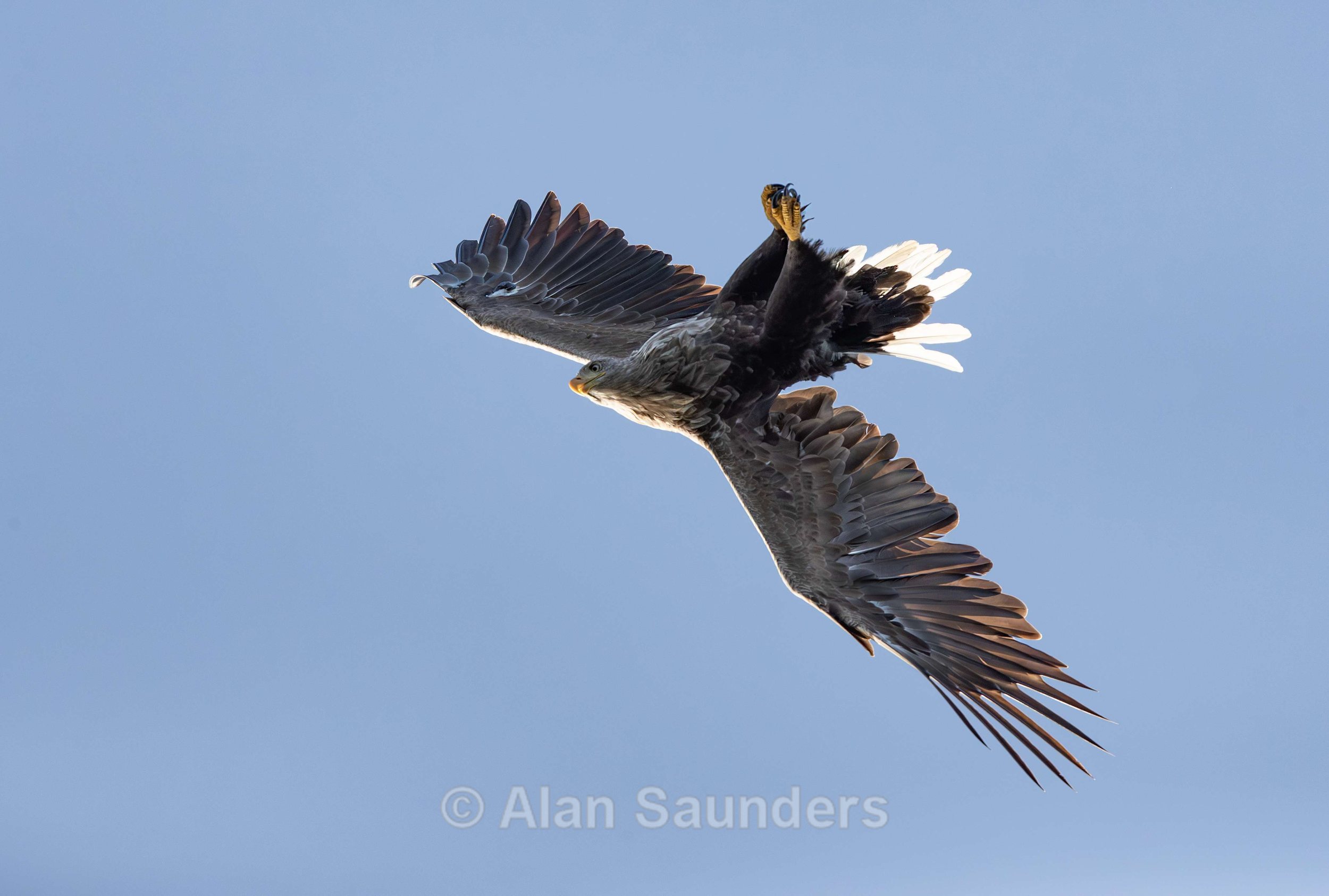 White Tailed Eagle 106