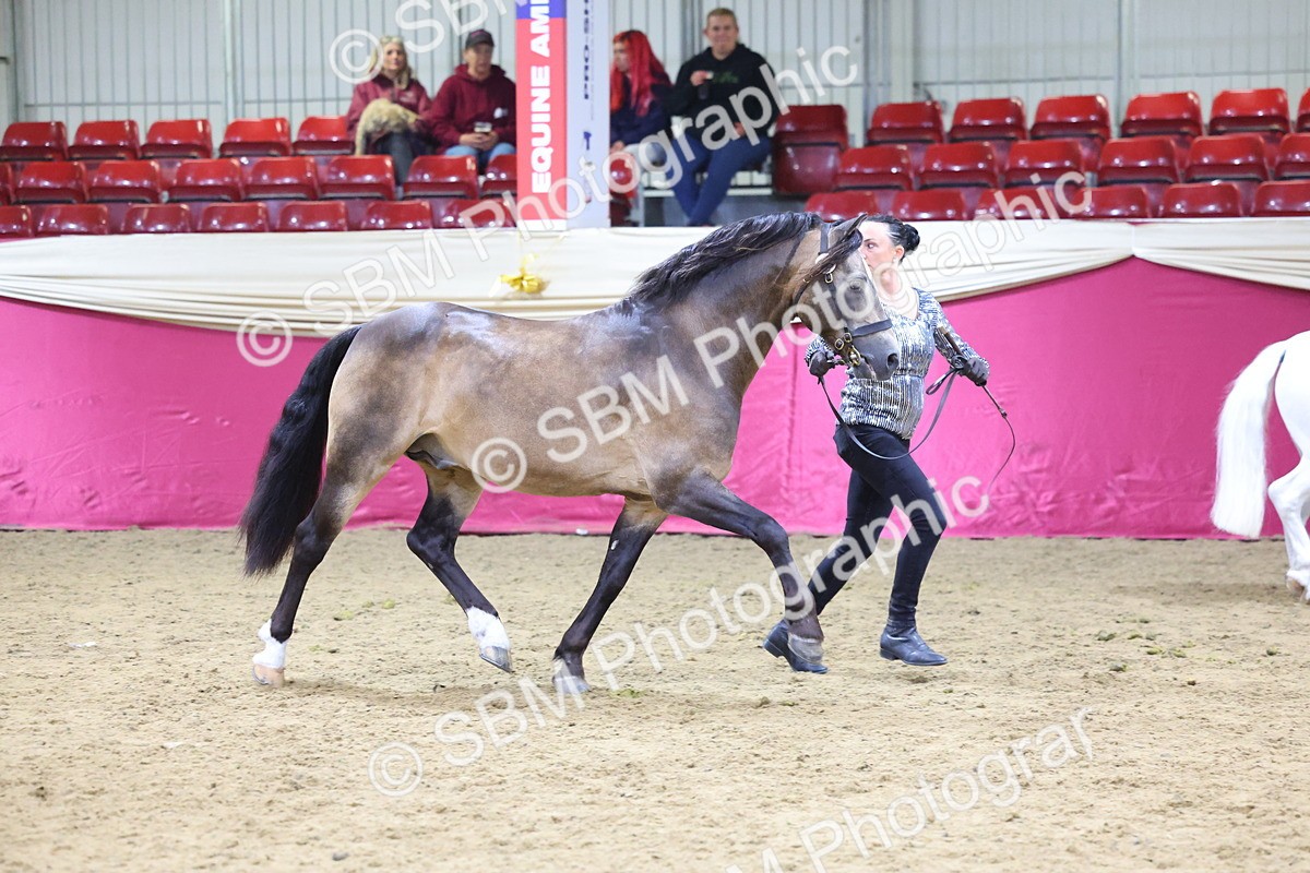 SBM_18701 - Class D IH Pony Champ