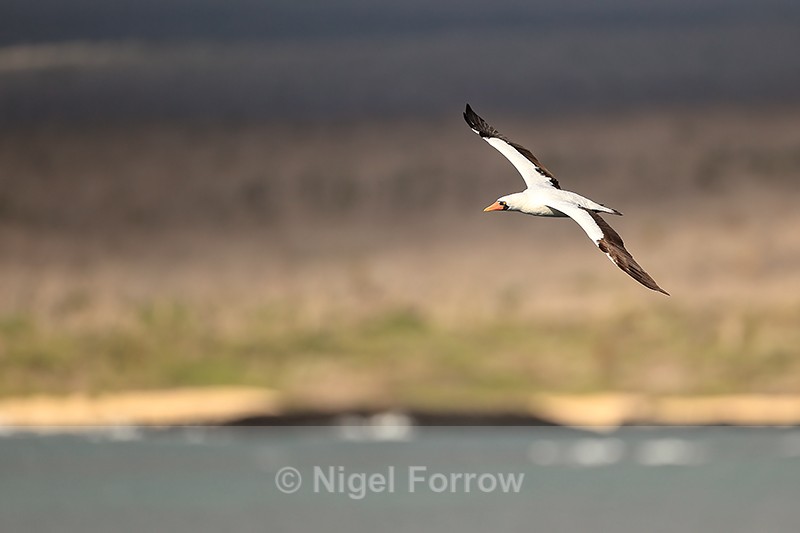 Nazca Booby flying, South Plaza, Galapagos - Nazca Booby