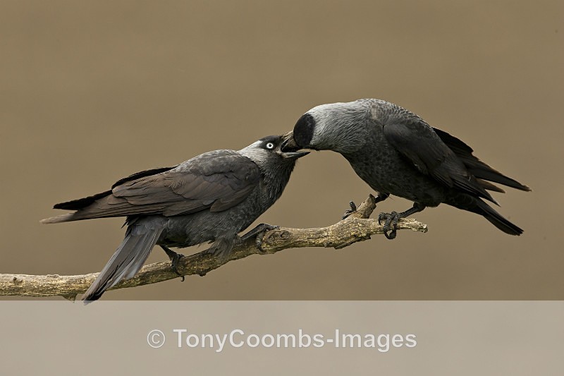 Jackdaws  -  Courtship Feeding - Well Hide & Falcon Tower Hide