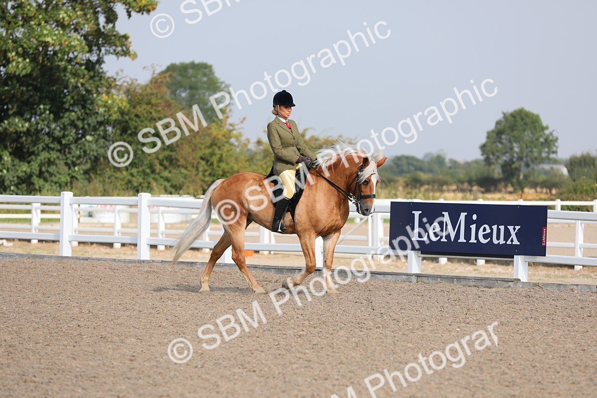 SBM_11322 - Class 305 Ridden Foreign Breeds- Pure Bred