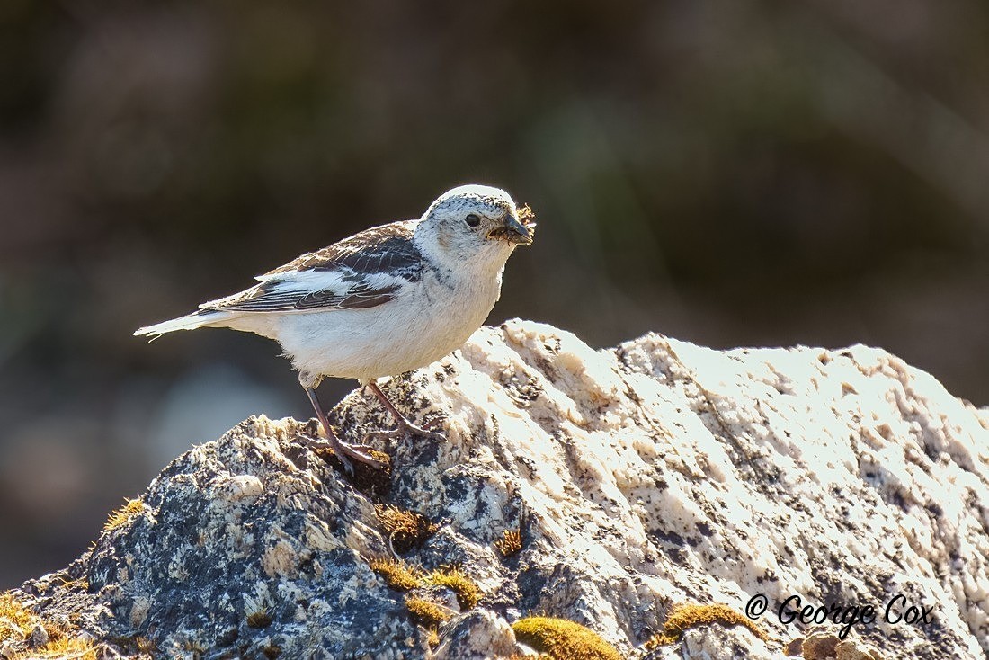 Snow Bunting - Svalbard - Realm of the Polar Bear