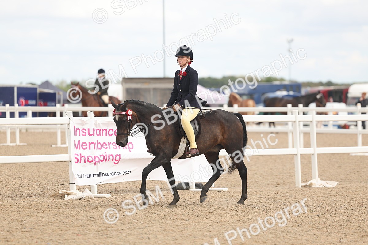 SBM_16021 - Class 311 - Ridden Show pony-Show hunter Pony