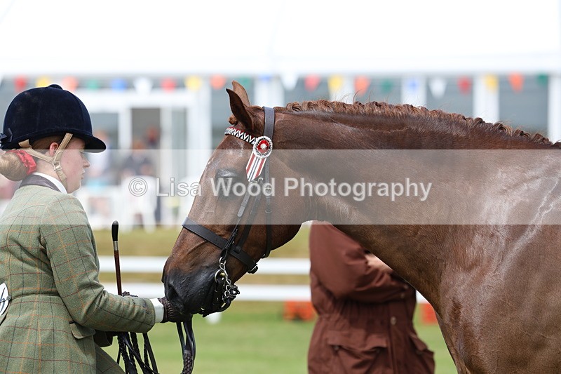 3E7A1088 - Class 8: Open Riding Horse/Hack