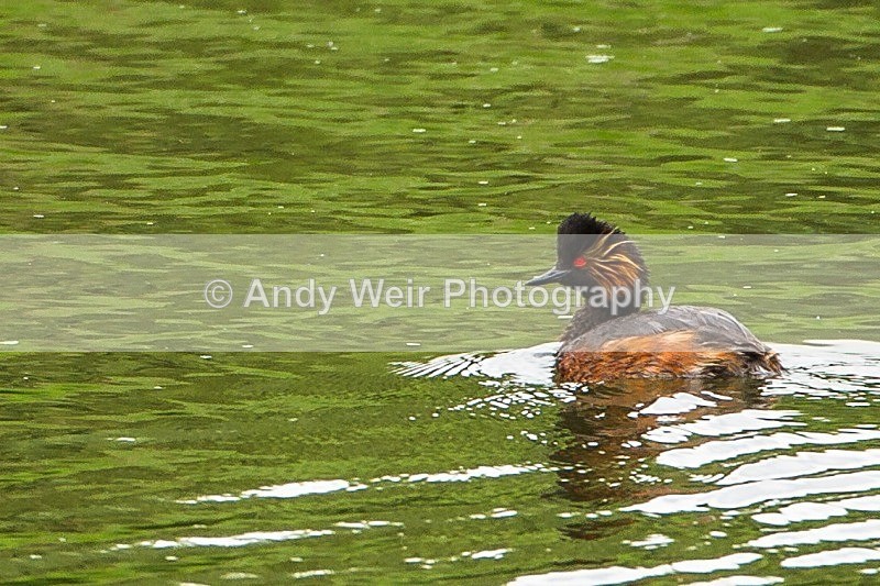 20120708-_MG_0282 - Black-necked Grebe