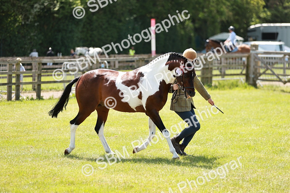 SBM_05443 - Class 41-45 - Riding Pony-Hunter Pony Breeding