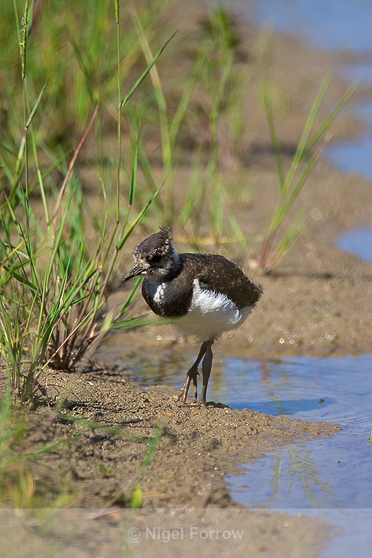 Lapwing chick on the Closes at Otmoor - Lapwing