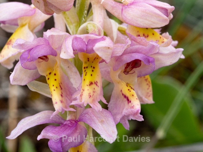 Hybrid Orchis - Orchis x colemanii ( Orchis mascula x O. pauciflora) - Wild Orchids - 1