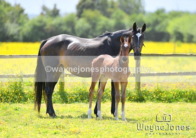 WJ5_4233 - Lyford Stud - Foals 01-06-25