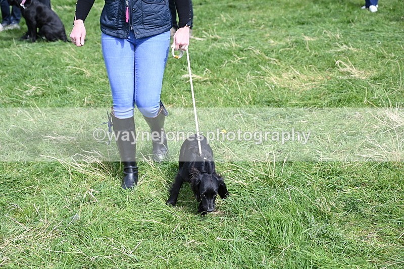 WJ6_9055 - Class 8 Best Working / Gun Dog or Bitch