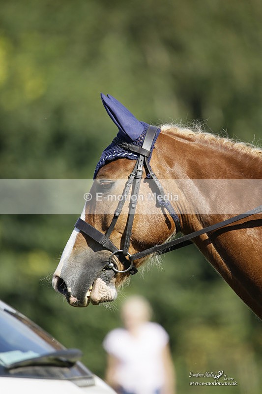 BVRC 120921 199 - Bourne Valley Riding Club UA Dressage & Show Jumping 12/09/21