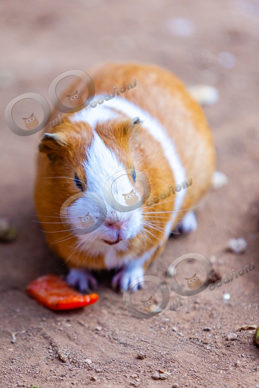 guinea pig cavia porcellus-9056 - Pet Photography