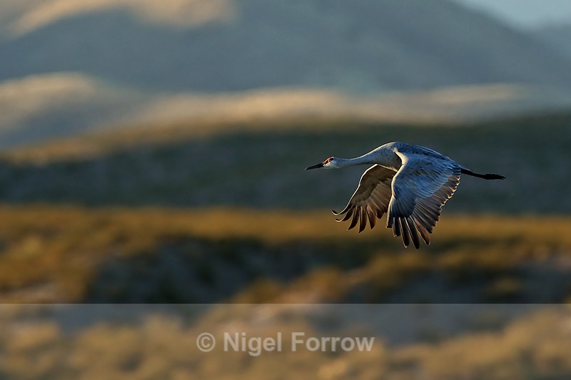 Sandhill Crane flying late afternoon, Bosque del Apache, New Mexico - Sandhill Crane