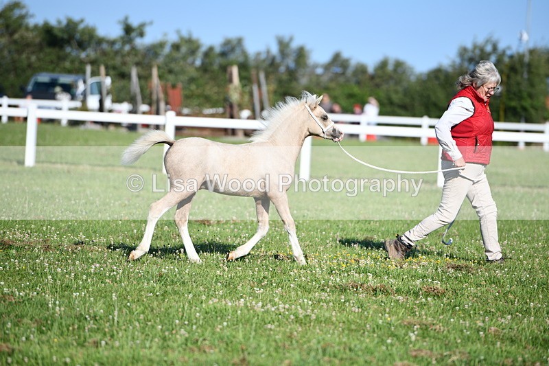 DSC_5360 - Classes 47 & 48: NPS M&M Brood Mare and Foal