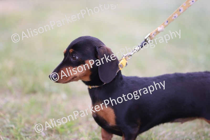 20250607-0431 - Class 11 - Purfect Pup