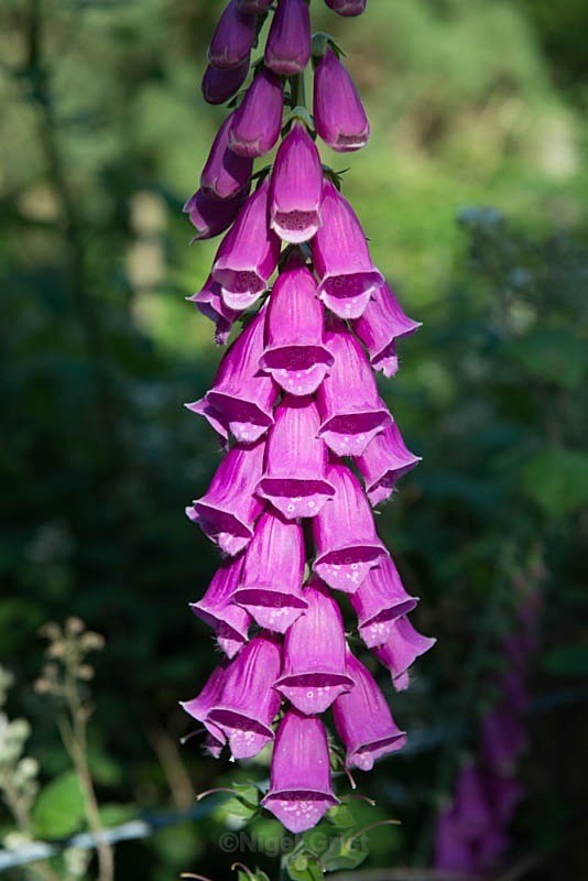 Woodland colour - Wildlife
