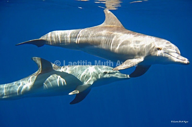 IMG_6502 Mayotte - Marine wildlife