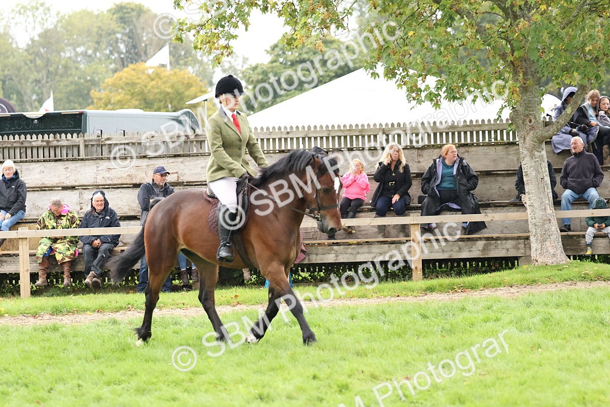 SBM_69660 - S62 - Mountain & Moorland Ridden Large Breeds