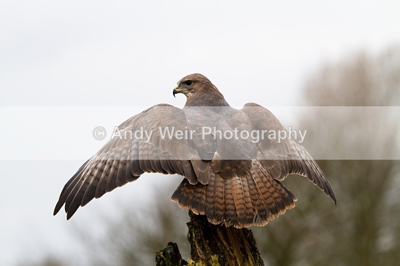 20110312-IMG_2085 - Common Buzzard