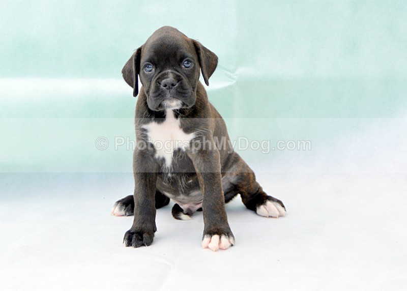  - Boxers