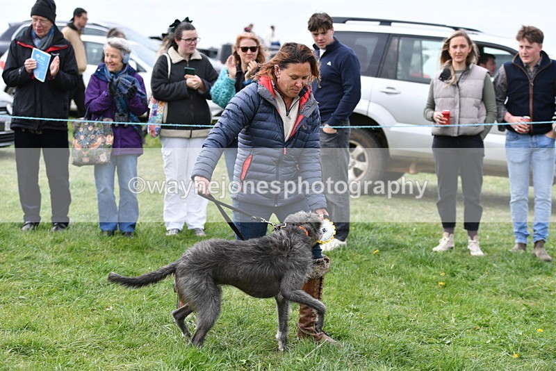 WJ5_9429 - Class 1 Best Cross Breed / Heniz 57