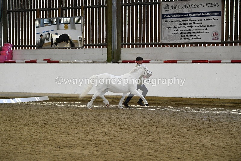 WJ5_5355 - Class 4 In hand M&M - small breeds