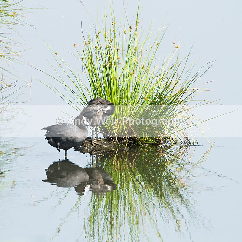 20130706-_MG_4644 - Rails & Coots