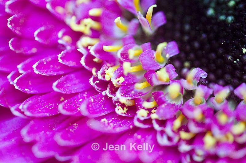 Flower - 2161 - Pink