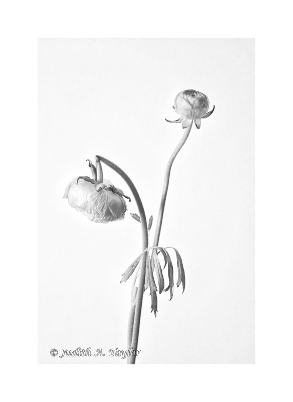ranunculus past and present