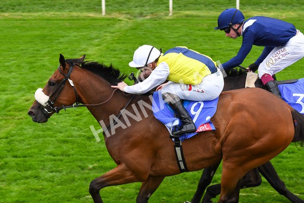 230823-Race 5-Forza Orta-0717 - Race 5 4.10pm Sky Bet Stayers Handicap