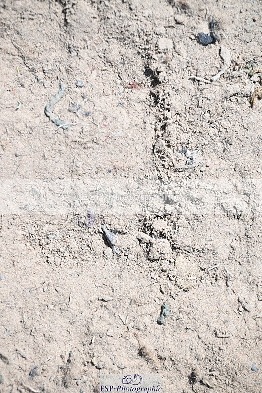 240729B-114410-02519 - Showjumping Competition