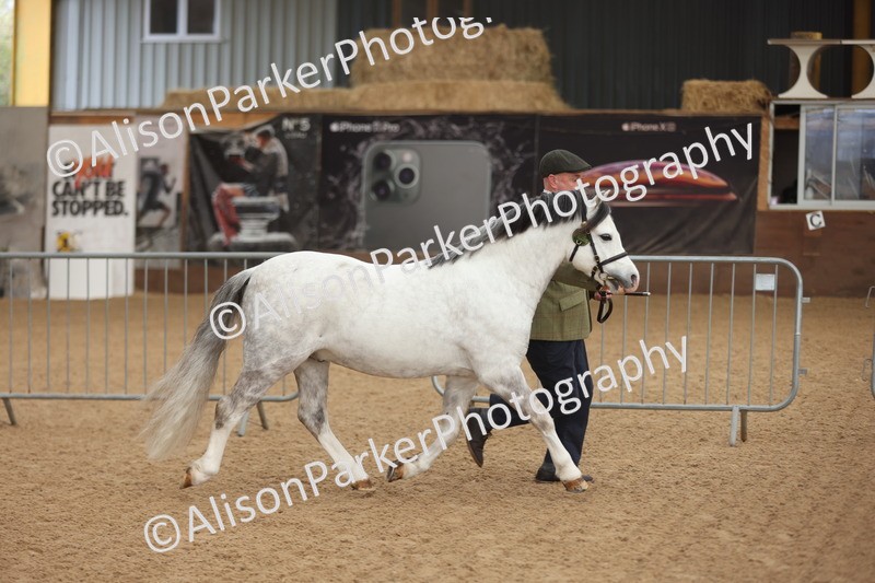 20251109-0520 - Class 20 - Stallions 4 Years and over