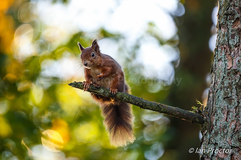 Red Squirrel in autumn light - Nature
