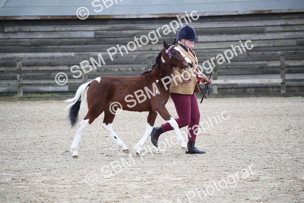 SBM_004590 - Class 5-9 - NPS In Hand-Show Hunter-Intermediate Ridden Inc Ridden Championship