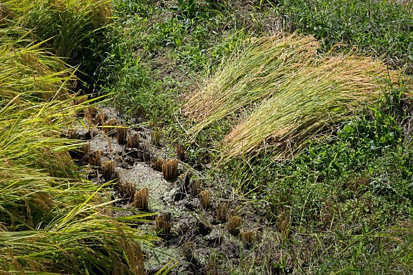 15 Rice Marker for Harvester - Autumn Rice