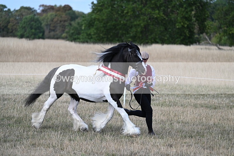 WJ7_8423 - In-hand Championship