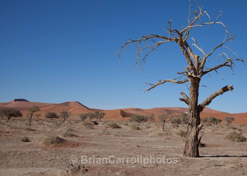 Namib Desert Namibia - African Safari Tour 09 Zambia, Botswana,Namibia & South Africa
