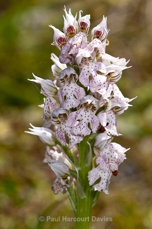  - Orchids - Crete