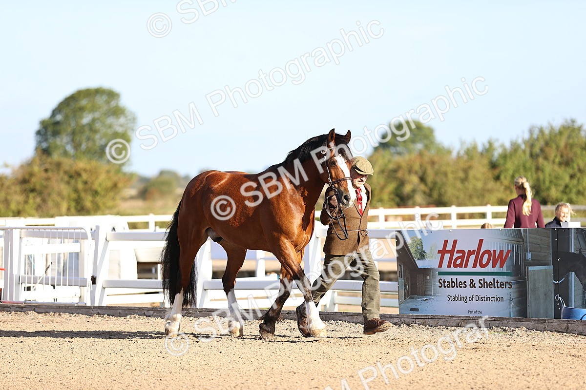 SBM_08325 - Class 401 - IH Veteran Horse