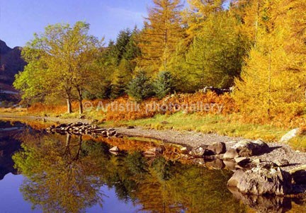 Crafnant autumn trees