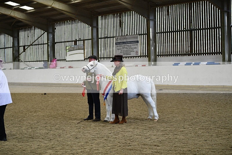 WJ5_5762 - Morning in hand Championship