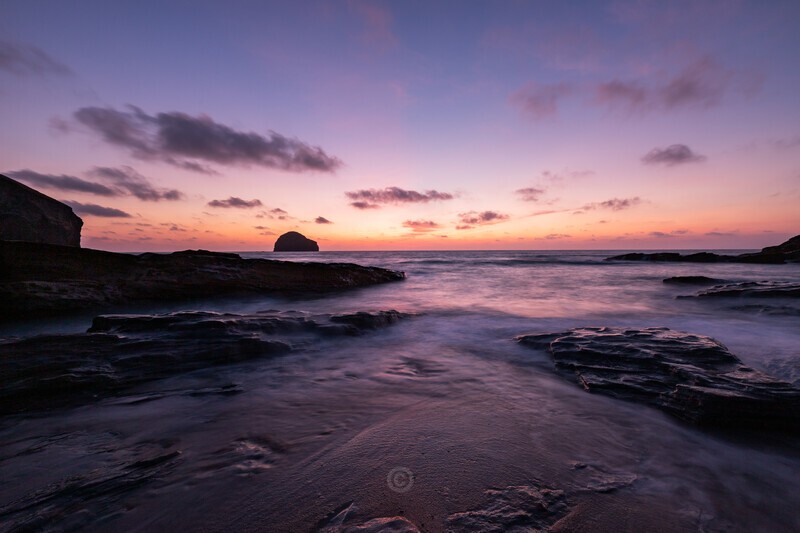 Gull in the Pink - Cornwall