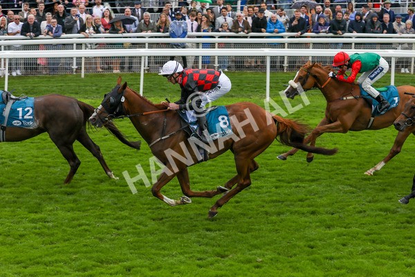 130724-Race 1-Blue For You-1951 - Race 1 2.00pm John Smith's Racing Handicap