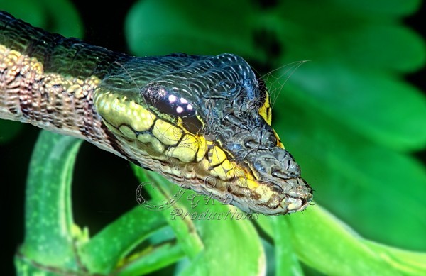 Snake Caterpillar - Amazon, S.A. - ANIMALS