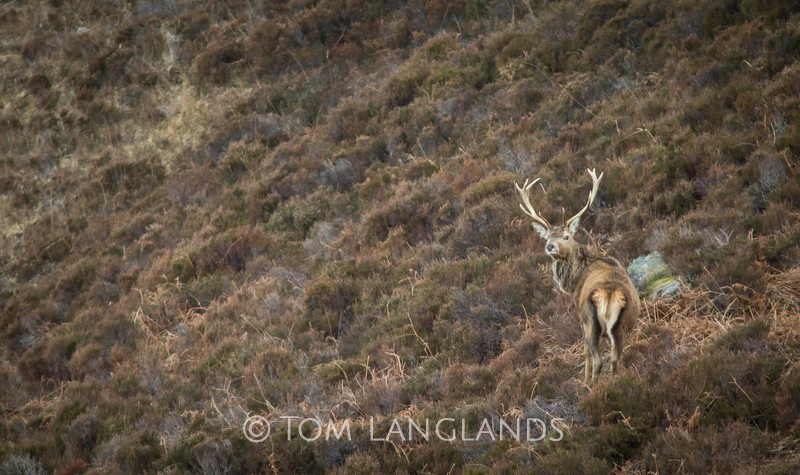 Red Deer - Deer
