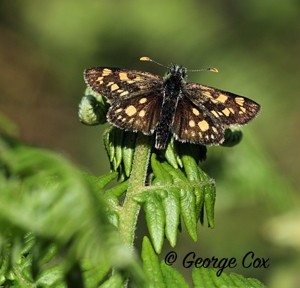 Chequered Skipper butterfly at Glasdrum Wood