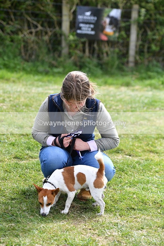 WJ5_0647 - Class 7 Best Terrier