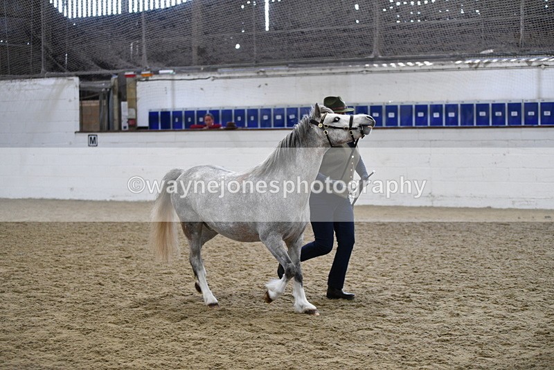 WJ5_5412 - Class 4 In hand M&M - small breeds